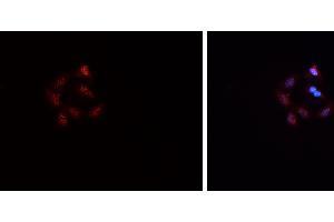 ABIN6269069 staining HepG2? (SNAIL 抗体  (C-Term))