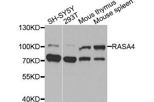 Western blot analysis of extracts of various cells, using RASA4 antibody. (RASA4 抗体)