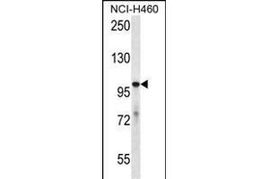USP6 Antibody  (ABIN650700 and ABIN2839178) western blot analysis in NCI- cell line lysates (35 μg/lane).