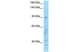Image no. 1 for anti-SECIS Binding Protein 2 (SECISBP2) (AA 159-208) antibody (ABIN6748255) (SECISBP2 抗体  (AA 159-208))