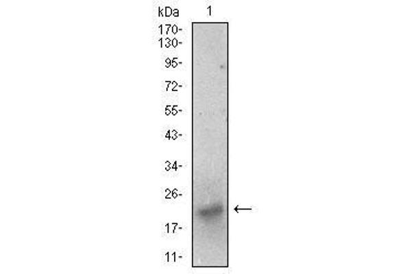 BDNF 抗体  (AA 19-248)