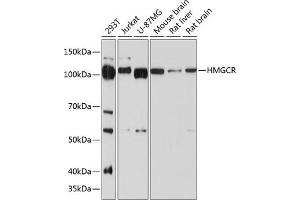 Western blot analysis of extracts of various cell lines, using HMGCR antibody (ABIN7265326) at 1:1000 dilution. (HMGCR 抗体)