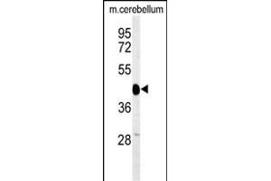 Western blot analysis of SGTB Antibody (N-term) (ABIN651267 and ABIN2840162) in mouse cerebellum tissue lysates (35 μg/lane). (SGTB 抗体  (N-Term))