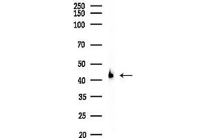 Western blot analysis of lysates from Mouse liver, using GAL Antibody at 1/1000 dilution.