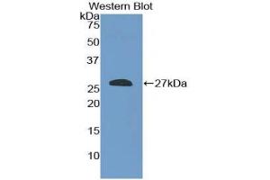 Western blot analysis of the recombinant protein. (SHC2 抗体  (AA 98-302))