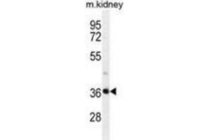 Western blot analysis in mouse kidney tissue lysates (35ug/lane) using PIH1D2 Antibody (C-term). (PIH1D2 抗体  (C-Term))