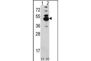 Western blot analysis of CK1D (arrow) using rabbit polyclonal CK1D Antibody (N-term) (ABIN391308 and ABIN2841343). (CAMK1D 抗体  (N-Term))