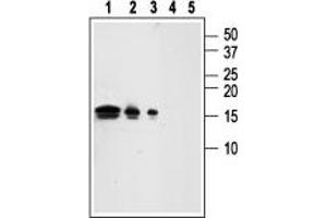 Western Blotting (WB) image for anti-Glial Cell Line Derived Neurotrophic Factor (GDNF) (AA 192-207), (Mature) antibody (ABIN7043216)