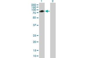 Western Blot analysis of TRIM55 expression in transfected 293T cell line by TRIM55 MaxPab polyclonal antibody. (TRIM55 抗体  (AA 1-452))