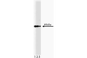 Western blot analysis of PI3-Kinase on a A431 lysate. (PIK3CA 抗体  (AA 562-724))