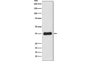 Western blot analysis of Follistatin expression in HepG2 cell lysate.