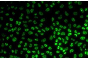 Immunofluorescence analysis of U2OS cells using BUB3 Polyclonal Antibody (BUB3 抗体)