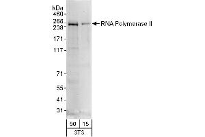 Western Blotting (WB) image for anti-RNA Polymerase II (C-Term) antibody (ABIN7449805) (RNA Polymerase II 抗体  (C-Term))