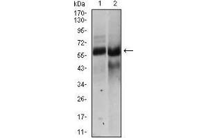 Western blot analysis using HAS2 mouse mAb against NTERA-2 (1), HEK293 (2) cell lysate.