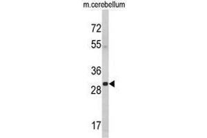 Western blot analysis of YWHAG Antibody (Center) in mouse cerebellum tissue lysates (35ug/lane). (14-3-3 gamma 抗体  (Middle Region))