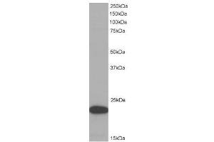 Image no. 1 for anti-PYD and CARD Domain Containing (PYCARD) (C-Term) antibody (ABIN374154) (PYCARD 抗体  (C-Term))