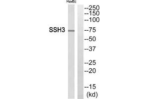 Western blot analysis of extracts from HuvEc cells, using SSH3 antibody. (SSH3 抗体  (Internal Region))