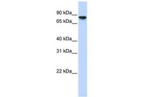 Glycogen Synthase 2 Antikörper  (AA 612-661)