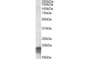 ABIN2559852 (0. (SDHAF1 抗体  (C-Term))