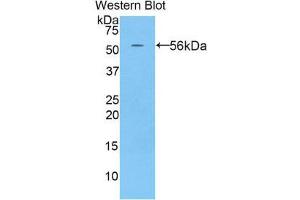 Western Blotting (WB) image for anti-Histidine-Rich Glycoprotein (HRG) (AA 93-328) antibody (ABIN1859201) (HRG 抗体  (AA 93-328))