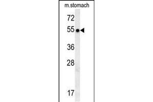 STA18 Antibody (N-term) (ABIN657881 and ABIN2846836) western blot analysis in mouse stomach tissue lysates (15 μg/lane). (SPATA18 抗体  (N-Term))