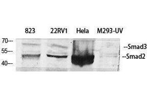 Western Blotting (WB) image for anti-Smad2/3 Transcription Factor (SMAD2/3) (Ser104) antibody (ABIN3186990) (Smad2/3 抗体  (Ser104))