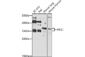 Western Blotting (WB) image for anti-Induced Myeloid Leukemia Cell Differentiation Protein Mcl-1 (MCL1) (AA 120-220) antibody (ABIN3020788)