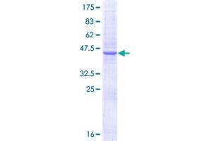 N6AMT1 Protein (AA 1-186) (GST tag)