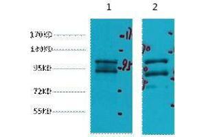 Western Blot (WB) analysis of 1) HeLa, 2) HepG2, diluted at 1:2000. (IDE 抗体)