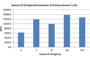 SDS-PAGE of Human IP-10 (CXCL10) Recombinant Protein Bioactivity of Human IP-10 (CXCL10) Recombinant Protein.