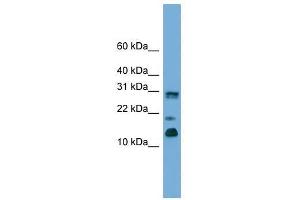 PEA15 antibody used at 0. (PEA15 抗体  (C-Term))
