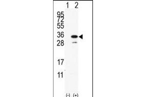 Western blot analysis of PD(arrow) using rabbit polyclonal PD Antibody (C-term) (ABIN390190 and ABIN2840681). (PDAP1 抗体  (C-Term))