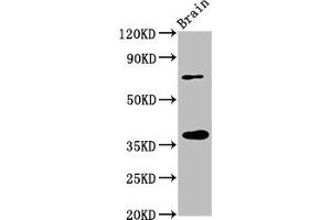 EIF3I antibody  (AA 1-323)