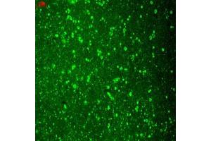 Immunofluorescence staining of human hippocampus with CACH2C monoclonal antibody, clone S57-46 . (CACH2C 抗体  (AA 1507-1733))