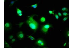 Immunofluorescence (IF) image for anti-WW Domain Containing Oxidoreductase (WWOX) (AA 1-180) antibody (ABIN7175871)