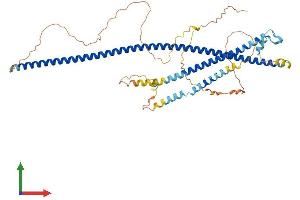 AlphaFold protein structure predicition of Mouse Recombinant Ccdc125 Protein, UniprotID Q5U465