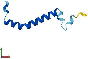 Protein Structure (PS) image for Ubiquinol-Cytochrome C Reductase, Complex III Subunit XI (UQCR11) (AA 1-56) protein (Fc Tag) (ABIN7551132)