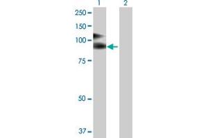 Western Blot analysis of VCAM1 expression in transfected 293T cell line by VCAM1 MaxPab polyclonal antibody.