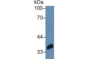 Western blot analysis of Pig Mammary gland lysate, using Human TWF1 Antibody (3 µg/ml) and HRP-conjugated Goat Anti-Rabbit antibody (