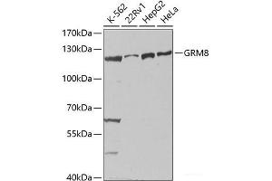 Western blot analysis of extracts of various cell lines using GRM8 Polyclonal Antibody at dilution of 1:1000. (GRM8 抗体)