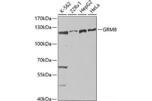 Western blot analysis of extracts of various cell lines using GRM8 Polyclonal Antibody at dilution of 1:1000. (GRM8 抗体)