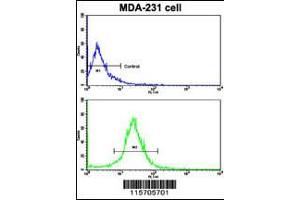 Flow cytometric analysis of MDA-231 cells using ACTN4 Antibody (bottom histogram) compared to a negative control cell (top histogram). (alpha Actinin 4 抗体  (C-Term))
