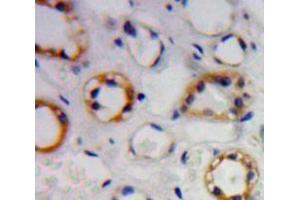 Used in DAB staining on fromalin fixed paraffin-embedded kidney tissue (TREH 抗体  (AA 151-411))