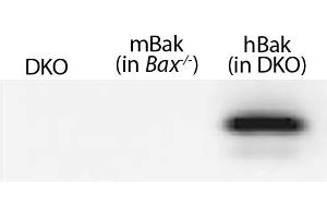 Lysates from mouse embryonic fibroblasts expressing no Bak (Bax-/-Bak-/- (DKO)), mouse Bak (Bax-/-), or WT human Bak (in DKO) were resolved by electrophoresis, transferred to nitrocellulose membrane, and probed with anti-Bak followed by Goat Anti-Rat Ig, Mouse ads-HRP (山羊 anti-大鼠 Ig (Heavy & Light Chain) Antibody (HRP))