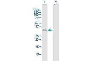 Western Blot analysis of ATP1B3 expression in transfected 293T cell line by ATP1B3 MaxPab polyclonal antibody. (ATP1B3 抗体  (AA 1-279))