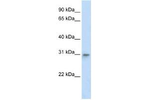 WB Suggested Anti-TFAM Antibody Titration:  2 ug/ml  ELISA Titer:  1:62500  Positive Control:  Human Liver (TFAM 抗体  (Middle Region))