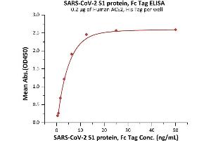 Immobilized Human ACE2, His Tag (ABIN6952618,ABIN6952641) at 2 μg/mL (100 μL/well) can bind SARS-CoV-2 S1 protein, Fc Tag (ABIN6992403) with a linear range of 0. (SARS-CoV-2 Spike S1 Protein (B.1.1.7 - alpha) (Fc Tag))