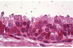 Anti-ZNF217 antibody IHC staining of human prostate. (ZNF217 抗体  (AA 604-617))