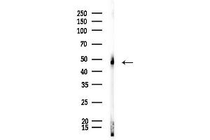 anti-Carboxypeptidase A4 (CPA4) (Internal Region) antibody