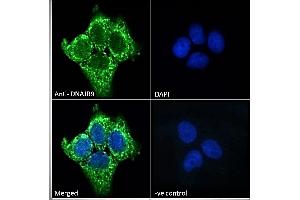 ABIN768557 Immunofluorescence analysis of paraformaldehyde fixed A431 cells, permeabilized with 0. (DNAJB9 抗体  (AA 61-75))
